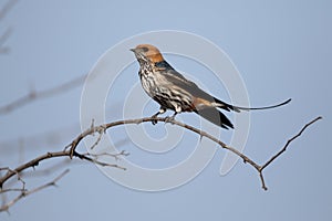 Lesser-striped swallow, Cecropis abyssinica