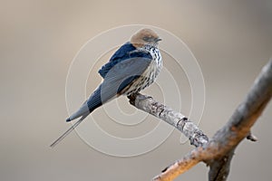 Lesser-striped swallow, Cecropis abyssinica