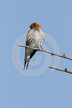 Lesser-striped swallow, Cecropis abyssinica