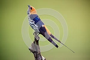 The lesser striped swallow Cecropis abyssinica sitting on the branch. Swallow with green background. A singing swallow on a