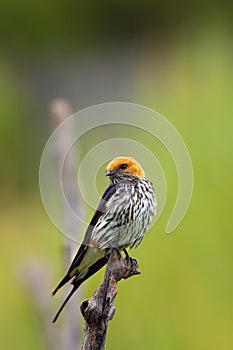 The lesser striped swallow Cecropis abyssinica sitting on the branch. Swallow with green background. A singing swallow on a