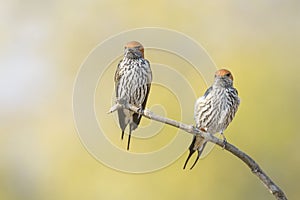 Lesser striped swallow couple on twig