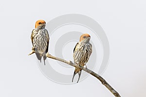 Lesser striped swallow couple on twig