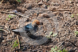 Lesser Striped Swallow