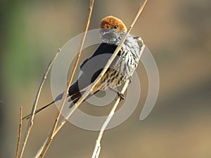 Lesser Striped Swallow  Hirundo abyssinica  of the Kruger National Park, South Africa
