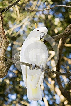 Lesser Sulpher Crested Cockatoo