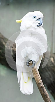 lesser sulphur-crested cockatoo