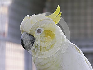 Lesser Sulphur Crested Cockatoo