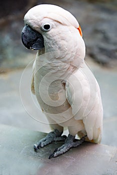 Lesser Sulphur Crested Cockatoo.