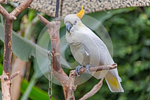 Lesser sulphur-crested cockatoo a medium-sized cockatoo with white plumage