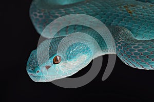 Lesser Sunda pitviper Trimeresurus insularis photo