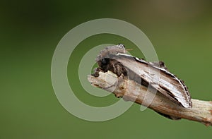 A Lesser Swallow Prominent Moth, Pheosia gnoma, perching on a twig in springtime.