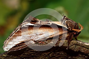 Lesser swallow prominent moth (Pheosia gnoma) in profile