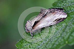 Lesser Swallow Prominent sitting on leaf
