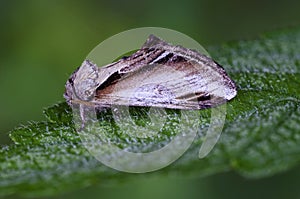 Lesser Swallow Prominent sitting on leaf