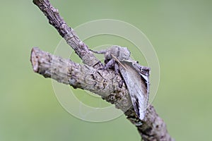 Lesser Swallow Prominent sitting on twig of pine