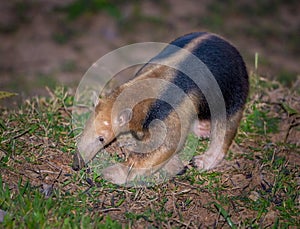 Lesser tamandua also known as the northern tamandua searches for ants in the ground