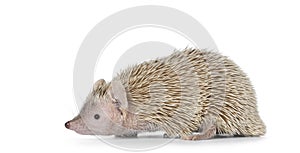 Lesser Tenrec on white background