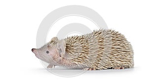 Lesser Tenrec on white background