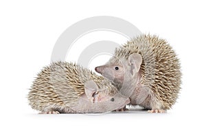 Lesser Tenrecs on white background