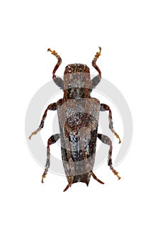 Lesser Thorn-tipped Longhorn Beetleon white Background