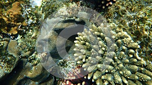 Lesser valley coral or hard brain coral Platygyra lamellina and Acropora gemmifera undersea