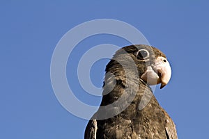 Lesser Vasa Parrot (Coracopsis nigra) feeding on berries at Ifaty, western Madagascar