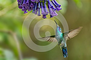 Lesser Violetear - Colibri cyanotus photo