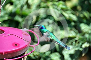 Lesser violetear hummingbird in the Antisana Ecological Reserve