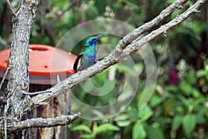 Lesser violetear hummingbird in the Antisana Ecological Reserve, Ecuador