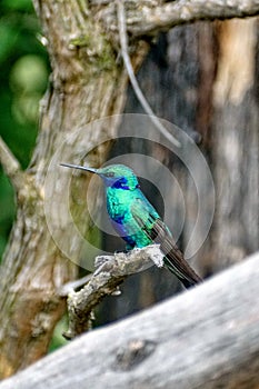 Lesser violetear hummingbird in the Antisana Ecological Reserve, Ecuador