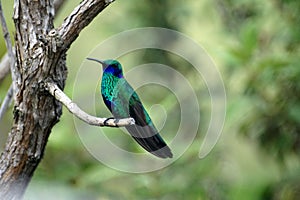 Lesser violetear hummingbird in the Antisana Ecological Reserve, Ecuador