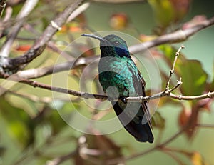 Lesser Violetear hummingbird Colibri cyanotus,Panama