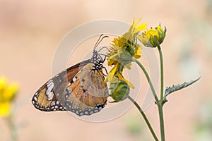 Lesser Wanderer Butterfly