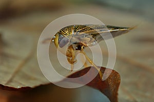 The lesser water boatman - Corixa punctata