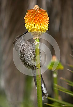 Lesser Wattle bird