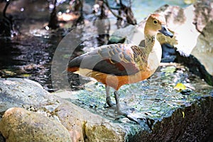 Lesser Whistling Duck