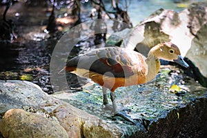 Lesser Whistling Duck