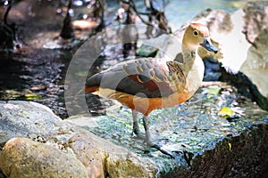 Lesser Whistling Duck