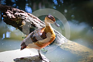 Lesser Whistling Duck