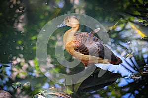 Lesser Whistling Duck