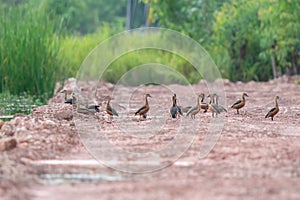 Lesser Whistling Duck