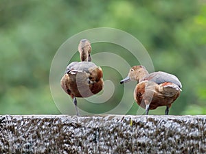 Lesser Whistling-Duck