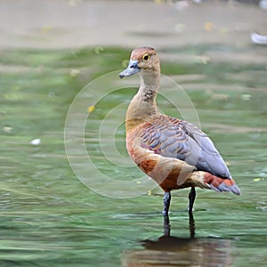 Lesser Whistling-Duck