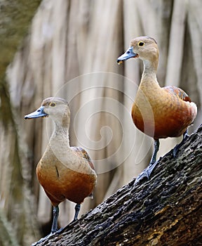 Lesser Whistling-Duck