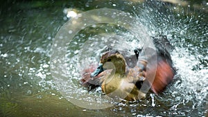 The Lesser whistling-Duck.