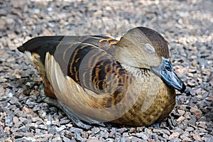 Lesser whistling duck