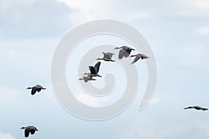 Lesser Whistling Duck bird