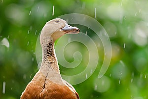 Lesser Whistling-Duck (Dendrocygna javanica).