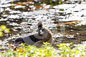 Lesser Whistling Duck, Dendrocygna javanica